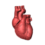 Регенеративные технологии помогут заменить больное сердце