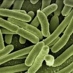 Избыточный рост бактерий в тонком кишечнике приводит к вздутию живота и болям